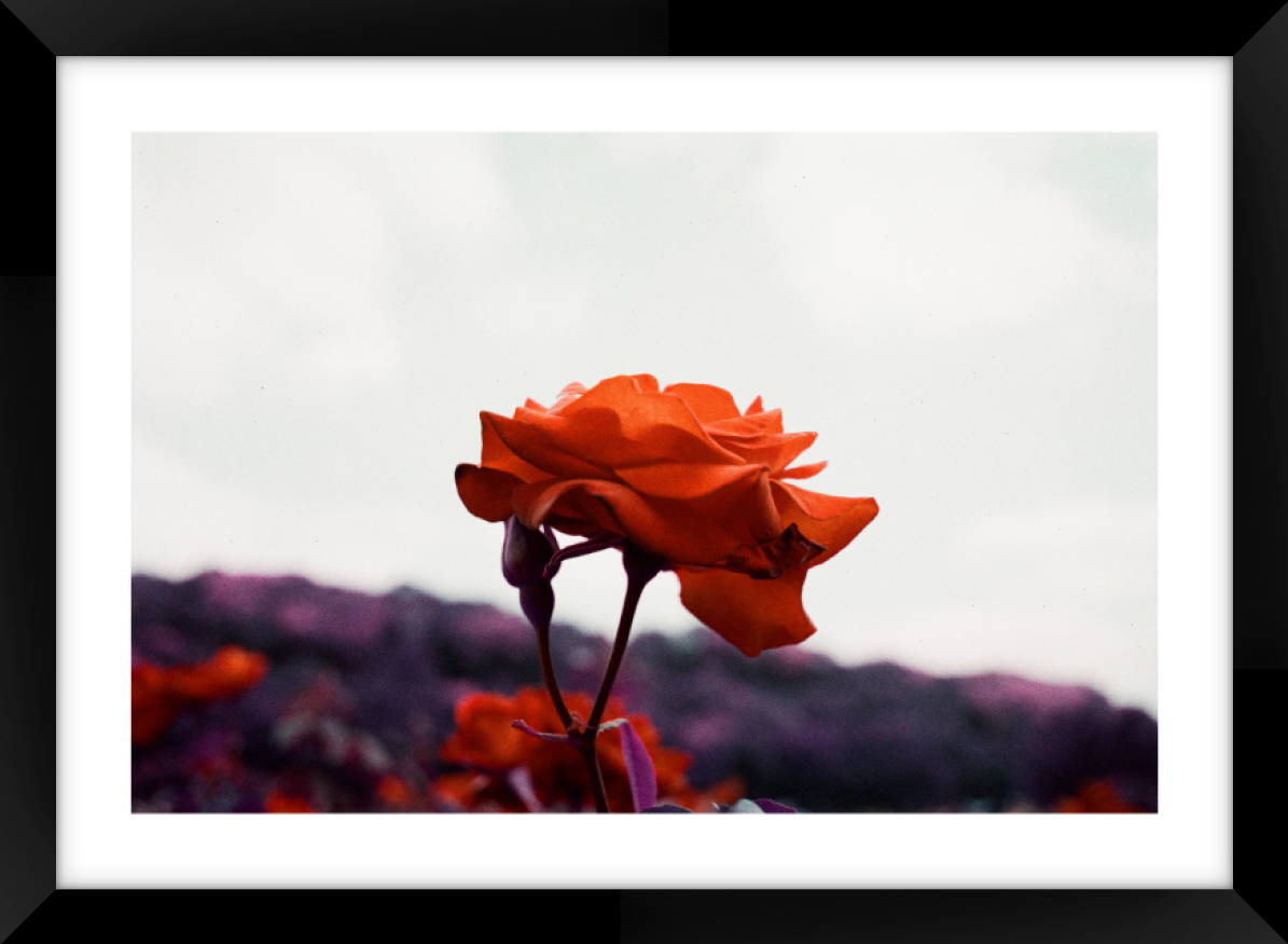 Flower A3 Sized Premium Framed Print