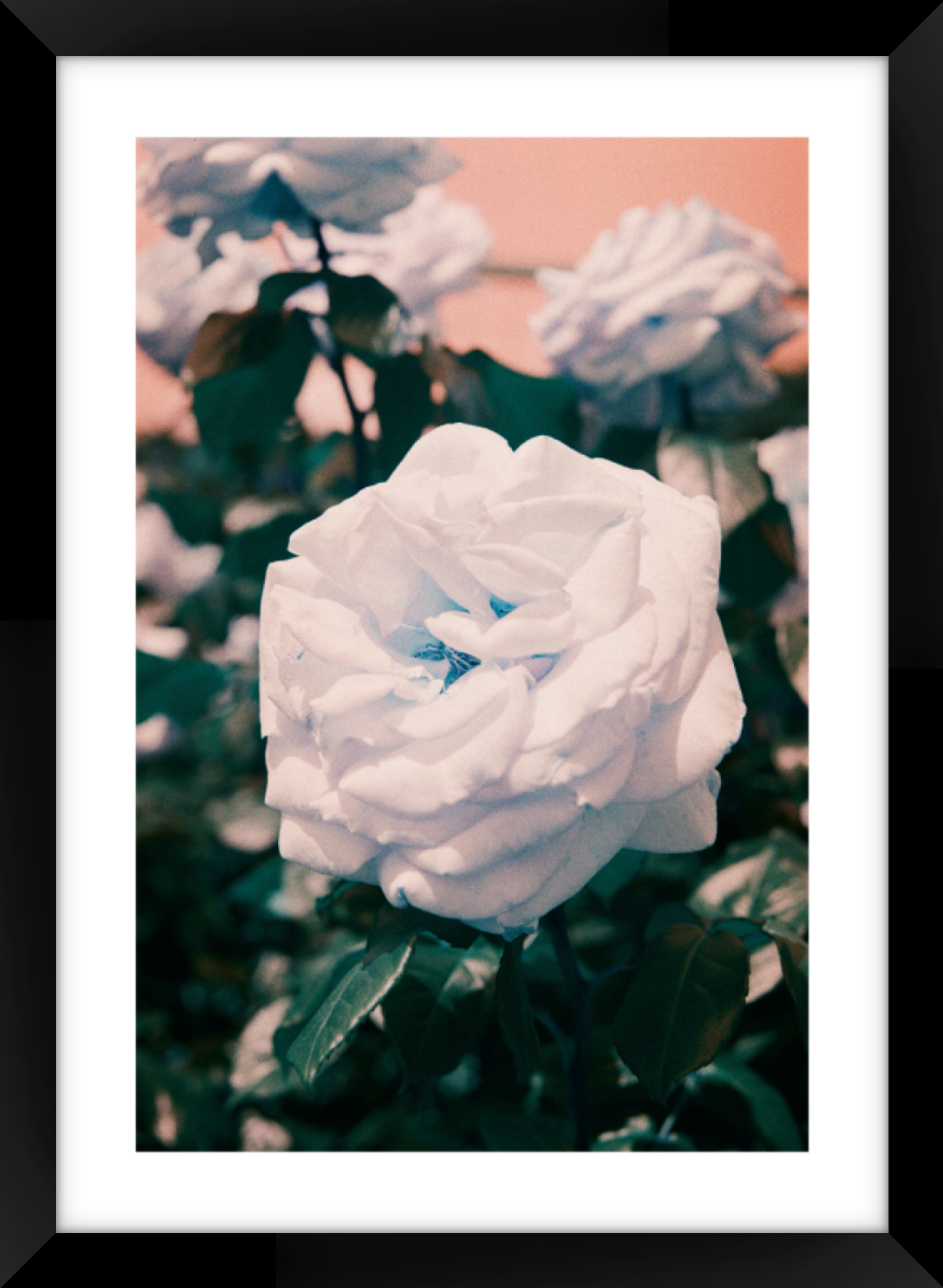 Flower A3 Sized Premium Framed Print