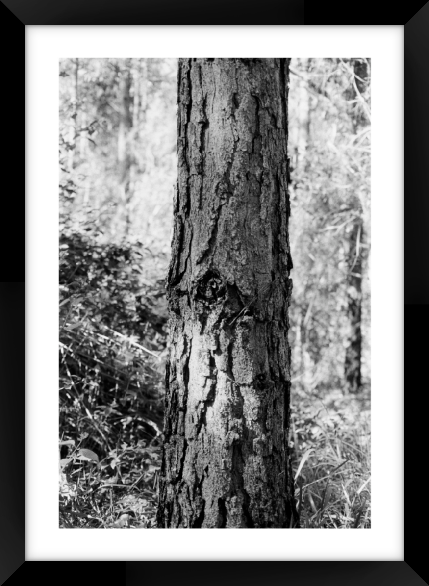Black And White Tree A3 Sized Premium Framed Print