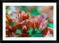 Flower A3 Sized Premium Framed Print