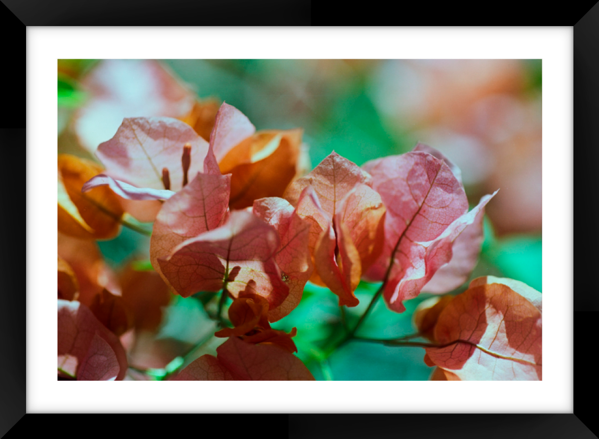 Flower A3 Sized Premium Framed Print
